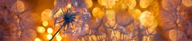 Кухонный фартук Мерцание Одуванчики золотистые 3 серебро в Муромцево - muromcevo.katalogmebeli.com | фото 1