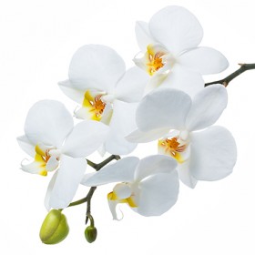 Стол обеденный Танго белый/Орхидея в Муромцево - muromcevo.katalogmebeli.com | фото 3